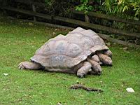 Tortue striee ou a eperons, Geochelone sulcata(ord. Testudines)(fam. Testudinides) (Photo F. Mrugala) (2)